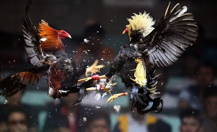 Tham Gia Đá Gà WS168 FB88 Ngay Để Chinh Phục Đấu Trường 1 Tham Gia Đá Gà WS168 FB88 Ngay Để Chinh Phục Đấu Trường