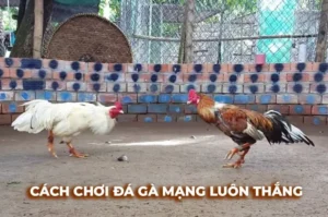 Trải Nghiệm Đá Gà Sabong FB88 Hấp Dẫn Để Tăng Cơ Hội Thắng